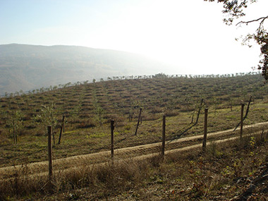 AMMODERNAMENTO AZIENDA AGRICOLA