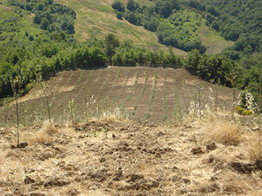 AMMODERNAMENTO AZIENDA AGRICOLA
